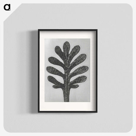 1-18_Karl-Blossfeldt_blk