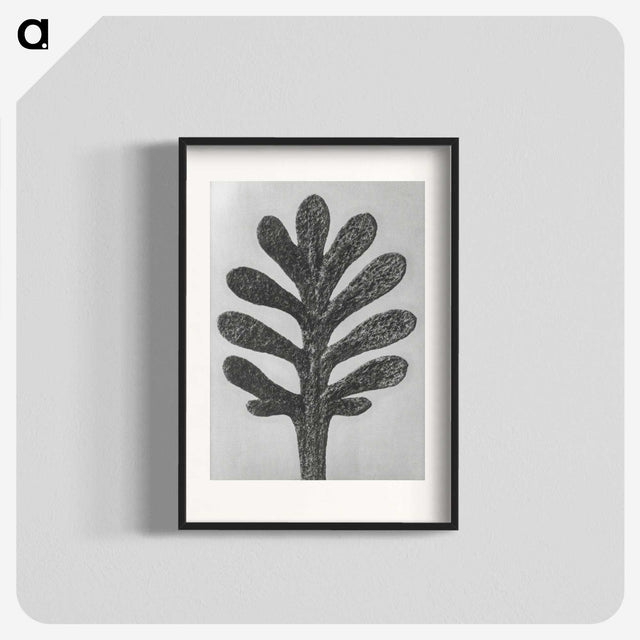 1-18_Karl-Blossfeldt_blk