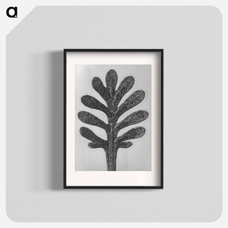 アートポスター-Achillea Umbellata (Yarrow) leaf enlarged 30 times - カール ブロスフェルト Poster.