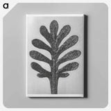 Achillea Umbellata (Yarrow) leaf enlarged 30 times - Karl Blossfeldt Canvas.
