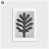 アートポストカード-Achillea Umbellata (Yarrow) leaf enlarged 30 times - カール ブロスフェルト Postcard.