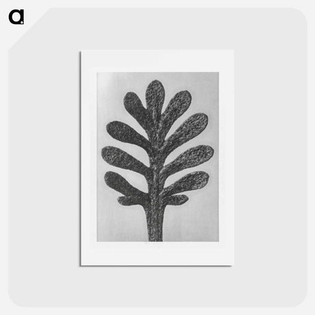 アートポストカード-Achillea Umbellata (Yarrow) leaf enlarged 30 times - カール ブロスフェルト Postcard.