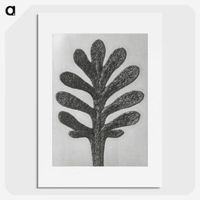 1-18_Karl-Blossfeldt_picture