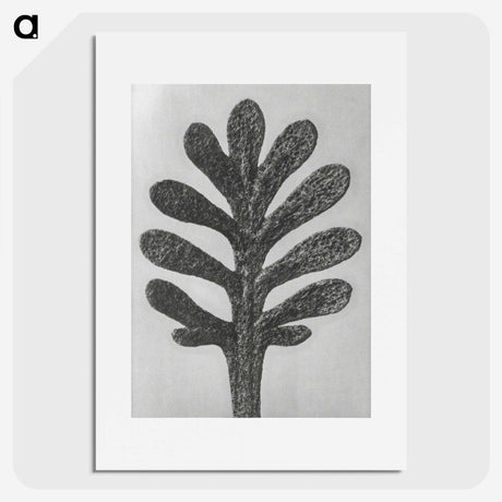 1-18_Karl-Blossfeldt_picture