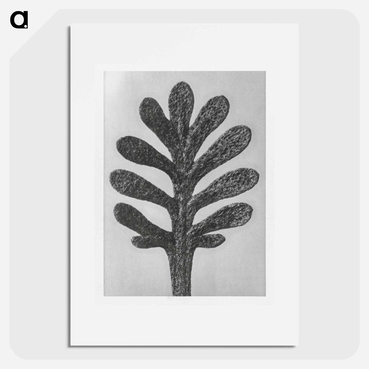 Achillea Umbellata (Yarrow) leaf enlarged 30 times - Karl Blossfeldt Poster.