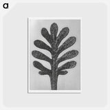 アートポストカード-Achillea Umbellata (Yarrow) leaf enlarged 30 times - カール ブロスフェルト Postcard.
