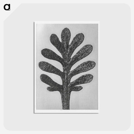 アートポストカード-Achillea Umbellata (Yarrow) leaf enlarged 30 times - カール ブロスフェルト Postcard.