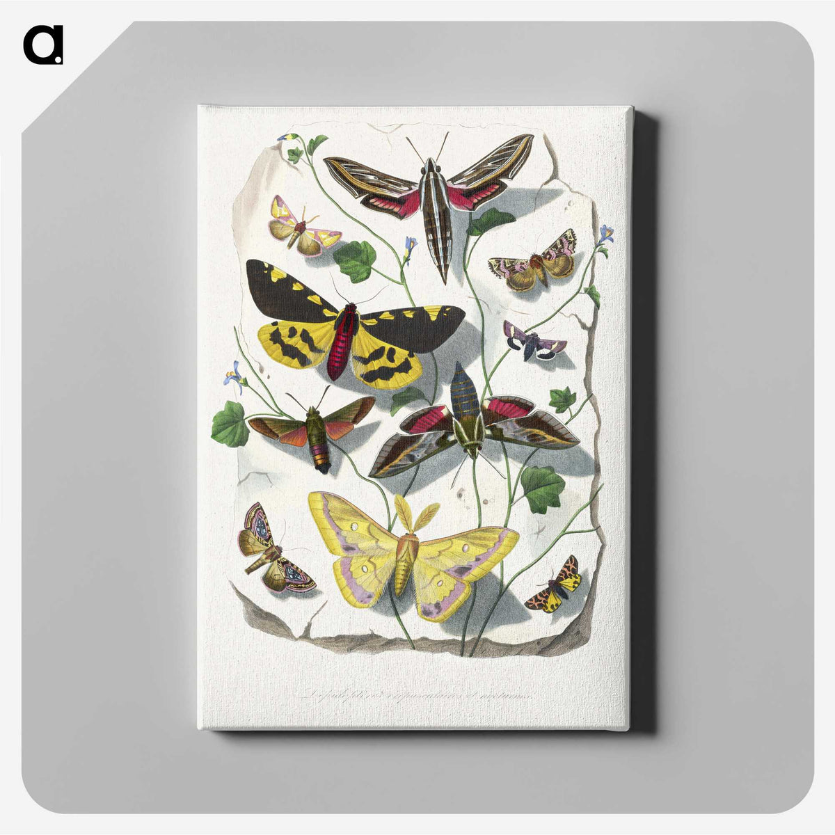 1-18_Le-Jardin-des-Plantes_canvas