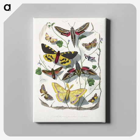 1-18_Le-Jardin-des-Plantes_canvas