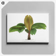 1-18_Les-Palmiers-Histoire-Iconographique_canvas