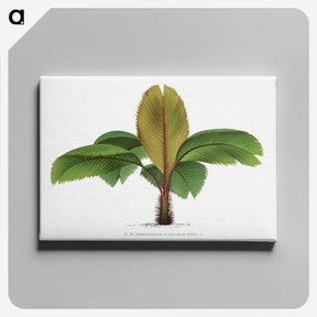 1-18_Les-Palmiers-Histoire-Iconographique_canvas