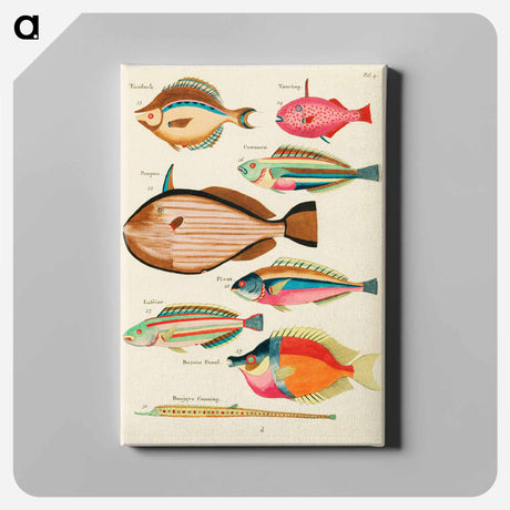 アートパネル-Moluccan Fishes
 - ルイ ルナール Canvas.