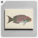 アートパネル-Unidentified Fish
 - ルイージ バルガーニ Canvas.