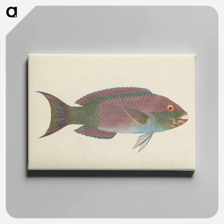 アートパネル-Unidentified Fish
 - ルイージ バルガーニ Canvas.