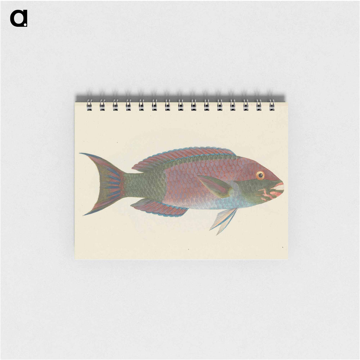 Unidentified Fish
 - ルイージ バルガーニ Memo.