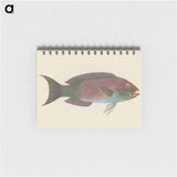 Unidentified Fish
 - ルイージ バルガーニ Memo.