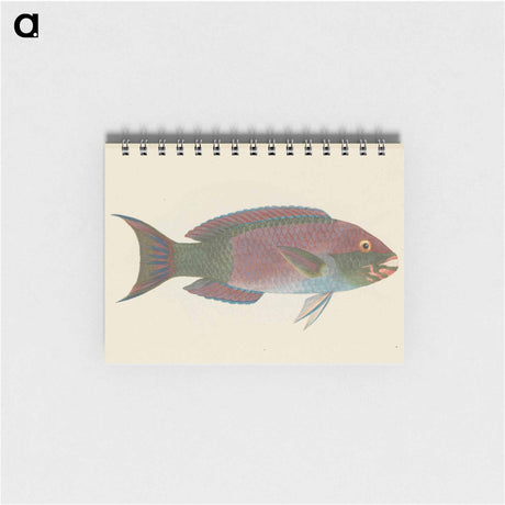 アートメモ帳-Unidentified Fish
 - ルイージ バルガーニ Memo.