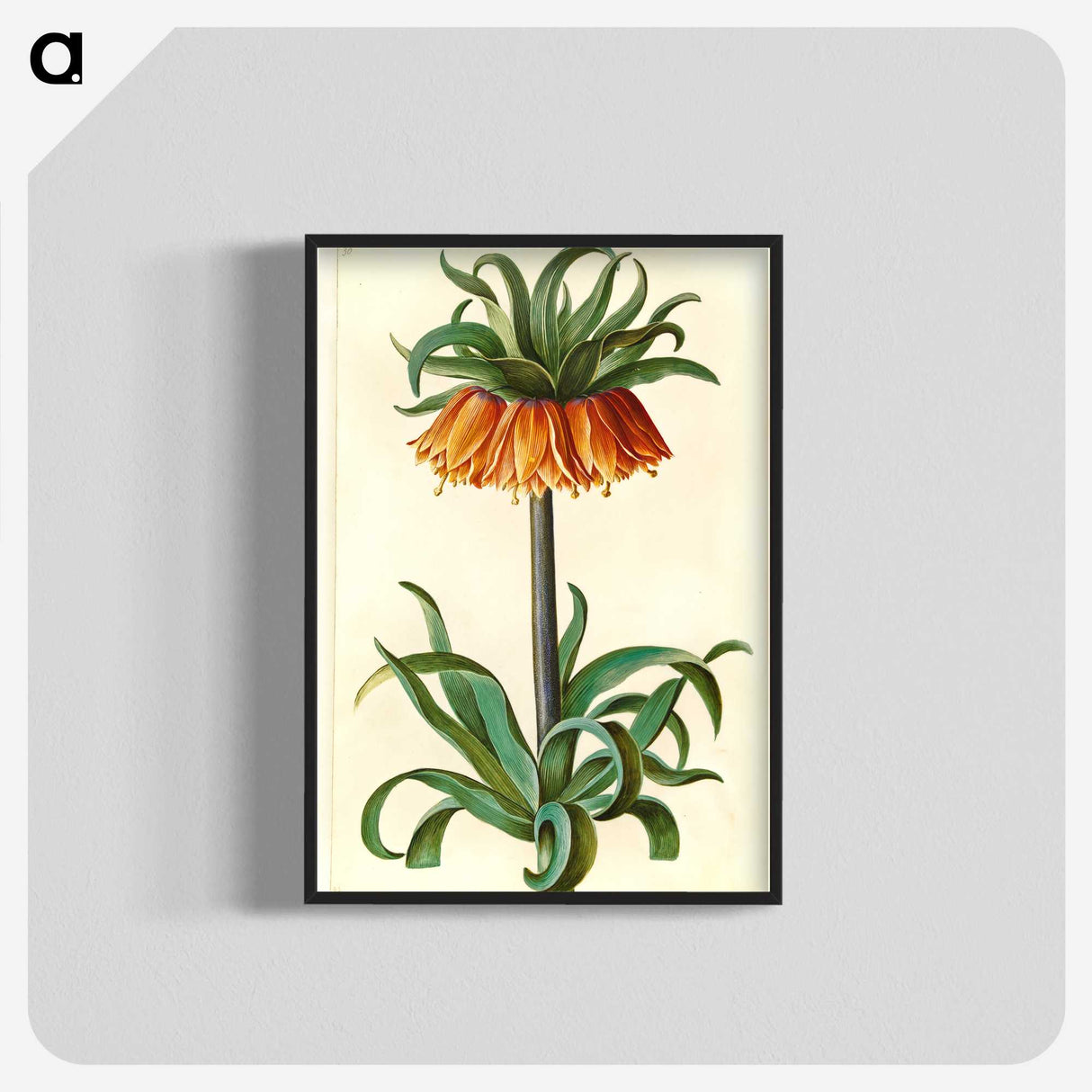 1-18_Maria-Sibylla-Merian_blk-crop