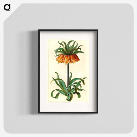 1-18_Maria-Sibylla-Merian_blk