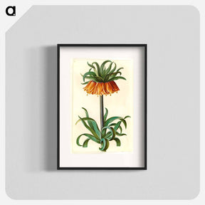 アートポスター-Fritillaria Imperialis
 - マリア ジビーラ メーリアン Poster.