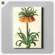 アートパネル-Fritillaria Imperialis
 - マリア ジビーラ メーリアン Canvas.
