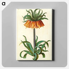 アートパネル-Fritillaria Imperialis
 - マリア ジビーラ メーリアン Canvas.