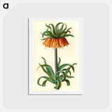 アートポストカード-Fritillaria Imperialis
 - マリア ジビーラ メーリアン Postcard.