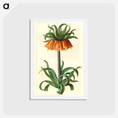アートポストカード-Fritillaria Imperialis
 - マリア ジビーラ メーリアン Postcard.