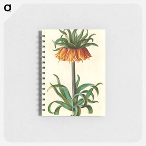 アートメモ帳-Fritillaria Imperialis
 - マリア ジビーラ メーリアン Memo.