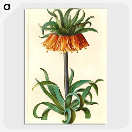 1-18_Maria-Sibylla-Merian_picture-crop