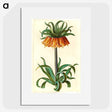 1-18_Maria-Sibylla-Merian_picture