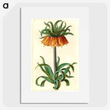 1-18_Maria-Sibylla-Merian_picture