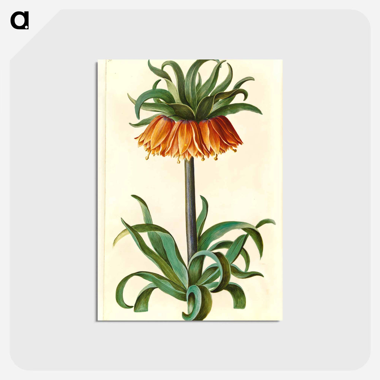 アートポストカード-Fritillaria Imperialis
 - マリア ジビーラ メーリアン Postcard.
