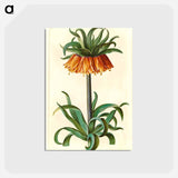 アートポストカード-Fritillaria Imperialis
 - マリア ジビーラ メーリアン Postcard.