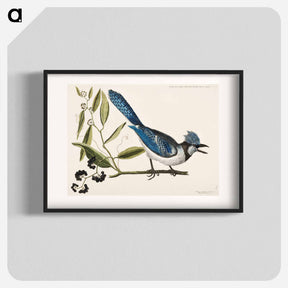 アートポスター-Crested Jay
 - マーク ケイツビー Poster.
