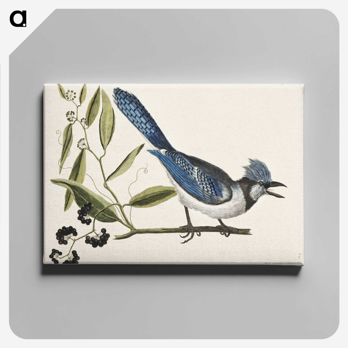 1-18_Mark-Catesby_canvas