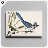 アートパネル-Crested Jay
 - マーク ケイツビー Canvas.