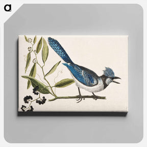 アートパネル-Crested Jay
 - マーク ケイツビー Canvas.