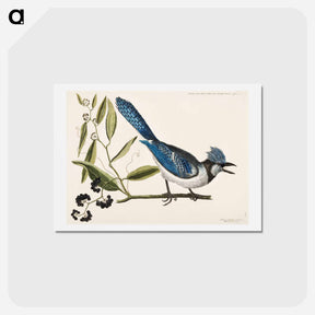 アートポストカード-Crested Jay
 - マーク ケイツビー Postcard.