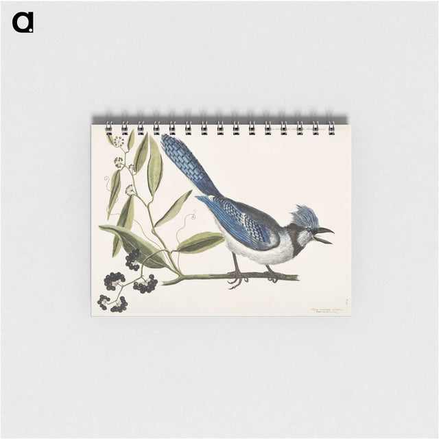 1-18_Mark-Catesby_memo