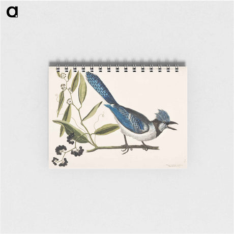 アートメモ帳-Crested Jay
 - マーク ケイツビー Memo.