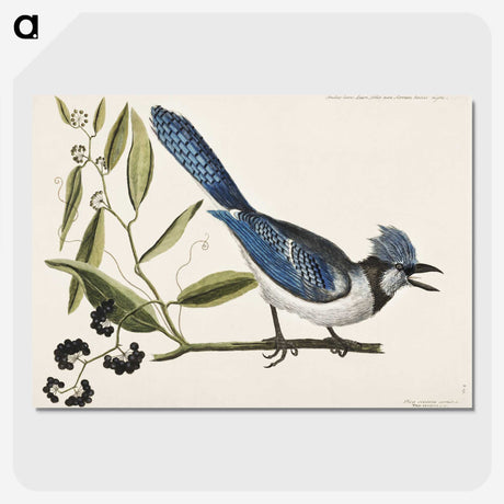 1-18_Mark-Catesby_picture-crop