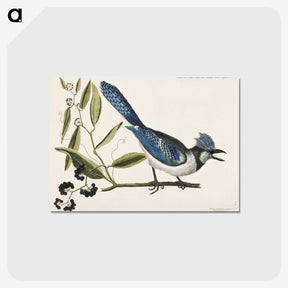 1-18_Mark-Catesby_postcard