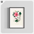 アートポスター-Jalap (Convolvulus jalapa) Illustration
 - 薬用植物学 Poster.