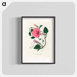 アートポスター-Jalap (Convolvulus jalapa) Illustration
 - 薬用植物学 Poster.