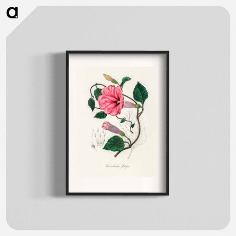 アートポスター-Jalap (Convolvulus jalapa) Illustration
 - 薬用植物学 Poster.