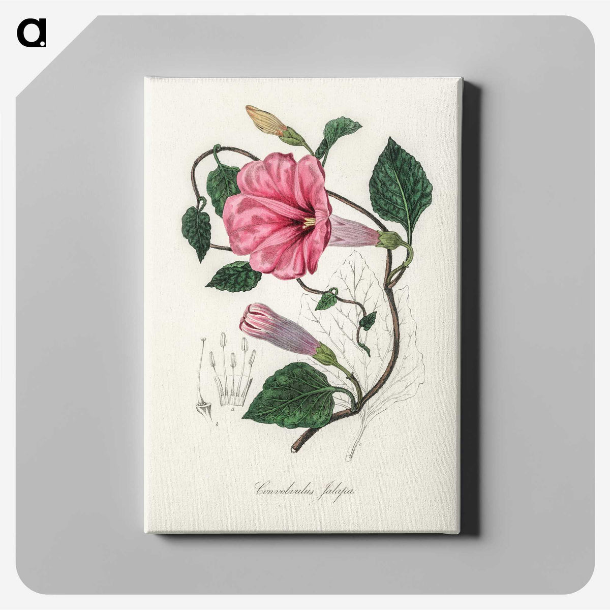 1-18_Medical-Botany_canvas