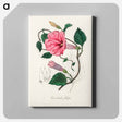 アートパネル-Jalap (Convolvulus jalapa) Illustration
 - 薬用植物学 Canvas.