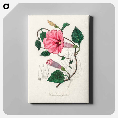 アートパネル-Jalap (Convolvulus jalapa) Illustration
 - 薬用植物学 Canvas.