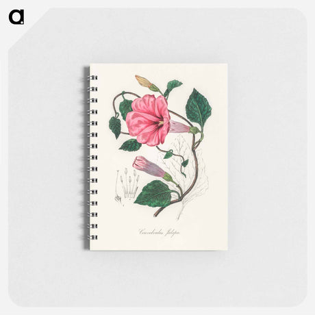 アートメモ帳-Jalap (Convolvulus jalapa) Illustration
 - 薬用植物学 Memo.
